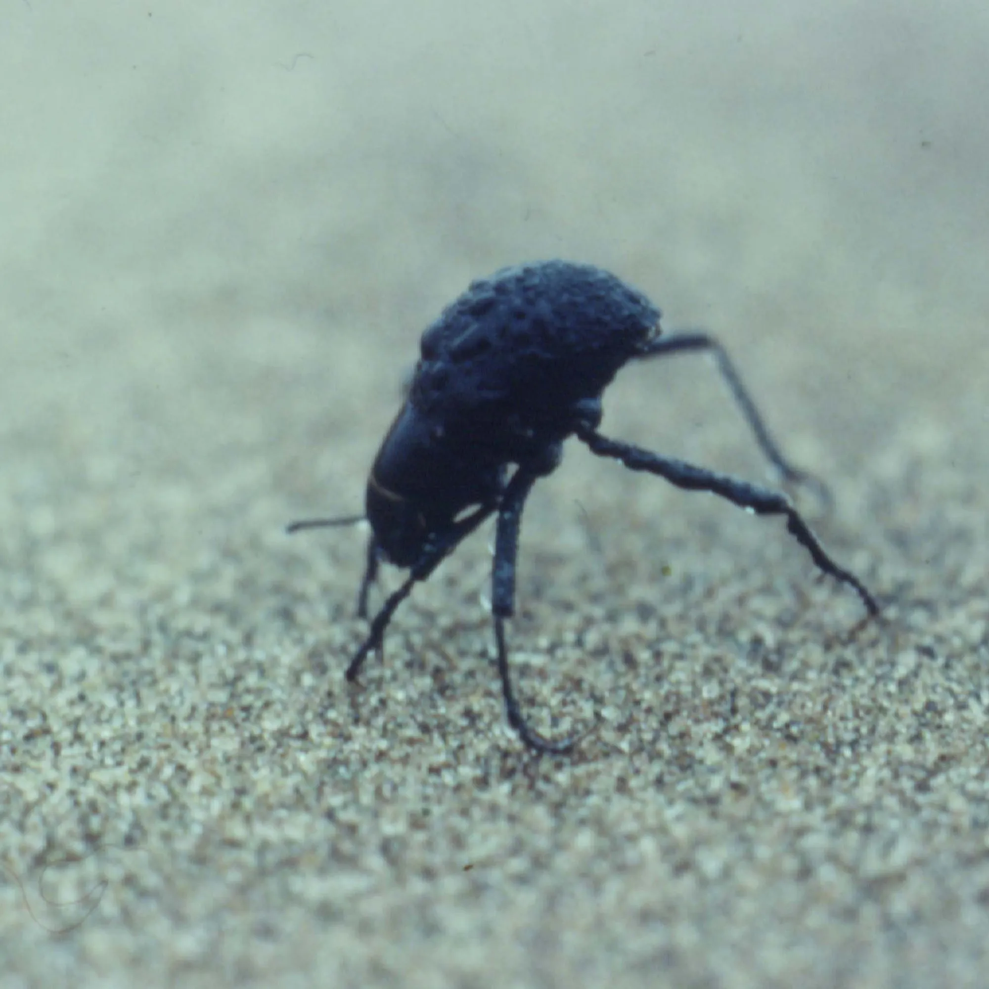 Onymacris unguicularis, a black beetle of the Namib Desert, standing head-down on the sand with its back raised into the fog.